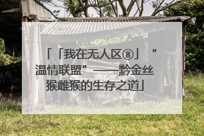 「我在无人区⑧」“温情联盟”——黔金丝猴雌猴的生存之道
