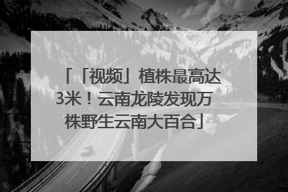 「视频」植株最高达3米！云南龙陵发现万株野生云南大百合