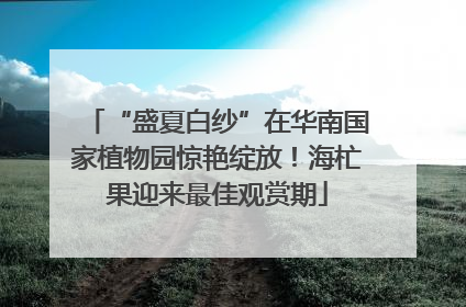 “盛夏白纱”在华南国家植物园惊艳绽放！海杧果迎来最佳观赏期