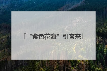 “紫色花海”引客来