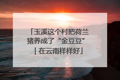 玉溪这个村把荷兰猪养成了“金豆豆”｜在云南样样好