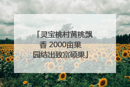 灵宝桃村黄桃飘香 2000亩果园结出致富硕果