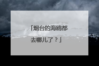 烟台的海鸥都去哪儿了？