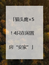 猫头鹰×5！4只在闲置房“安家”