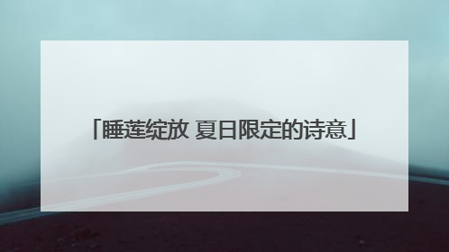 睡莲绽放 夏日限定的诗意