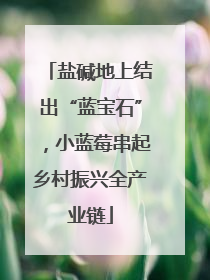 盐碱地上结出“蓝宝石”，小蓝莓串起乡村振兴全产业链