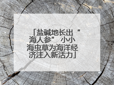 盐碱地长出“海人参” 小小海虫草为海洋经济注入新活力