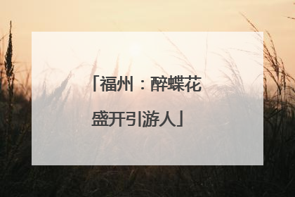 福州：醉蝶花盛开引游人