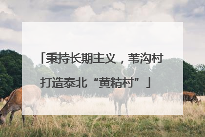 秉持长期主义，苇沟村打造泰北“黄精村”