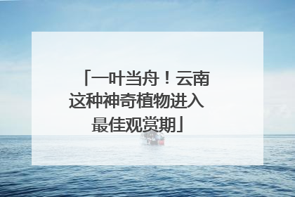 一叶当舟！云南这种神奇植物进入最佳观赏期