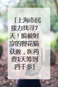 上海市民接力找寻7天！脸被射穿的狸花猫获救，医药费1天筹到四千多