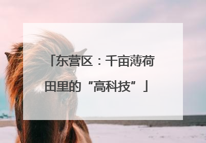 东营区：千亩薄荷田里的“高科技”