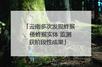 云南多次发现蜂猴、倭蜂猴实体 监测获阶段性成果