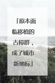 原本面临移植的古樟群，成了城市新地标
