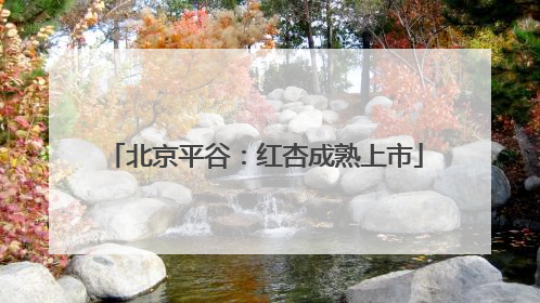 北京平谷：红杏成熟上市