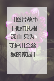 图片故事丨他们扎根深山 只为守护川金丝猴的家园