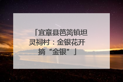 宜章县笆篱镇坦灵祠村：金银花开摘“金银”