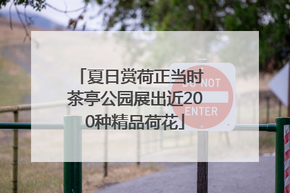 夏日赏荷正当时 茶亭公园展出近200种精品荷花