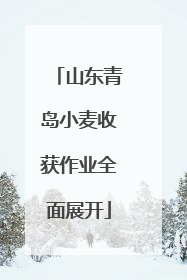 山东青岛小麦收获作业全面展开