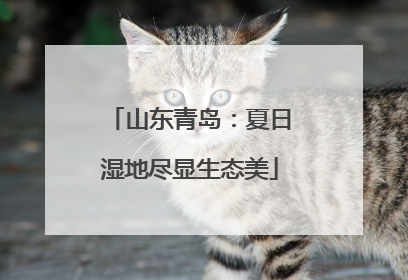 山东青岛：夏日湿地尽显生态美