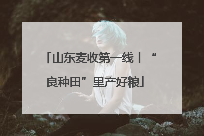山东麦收第一线丨“良种田”里产好粮
