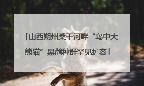 山西朔州桑干河畔“鸟中大熊猫”黑鹳种群罕见扩容