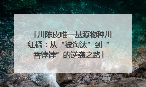 川陈皮唯一基源物种川红橘：从“被淘汰”到“香饽饽”的逆袭之路