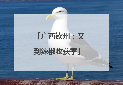 广西钦州：又到辣椒收获季