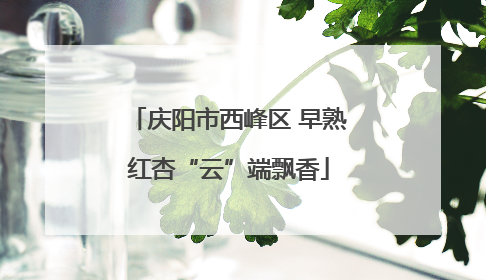 庆阳市西峰区 早熟红杏“云”端飘香