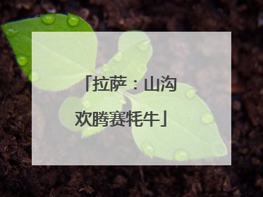 拉萨：山沟欢腾赛牦牛