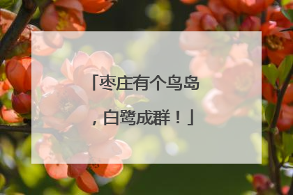 枣庄有个鸟岛，白鹭成群！