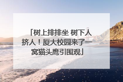 树上排排坐 树下人挤人！厦大校园来了一窝猫头鹰引围观
