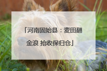 河南固始县：麦田翻金浪 抢收保归仓