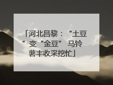河北昌黎：“土豆”变“金豆” 马铃薯丰收采挖忙
