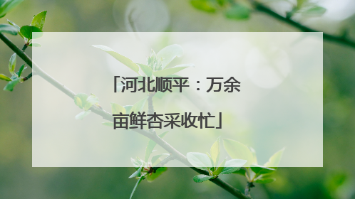 河北顺平：万余亩鲜杏采收忙
