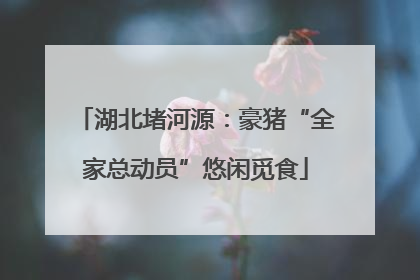 湖北堵河源：豪猪“全家总动员”悠闲觅食