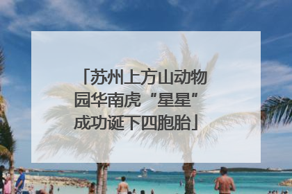 苏州上方山动物园华南虎“星星”成功诞下四胞胎