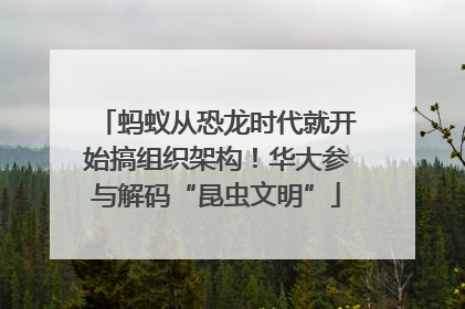蚂蚁从恐龙时代就开始搞组织架构！华大参与解码“昆虫文明”