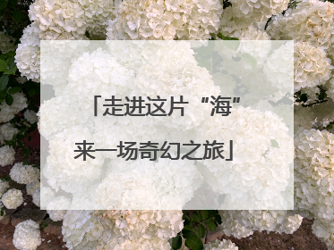 走进这片“海”来一场奇幻之旅