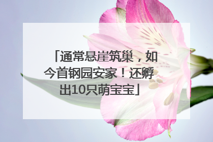 通常悬崖筑巢，如今首钢园安家！还孵出10只萌宝宝