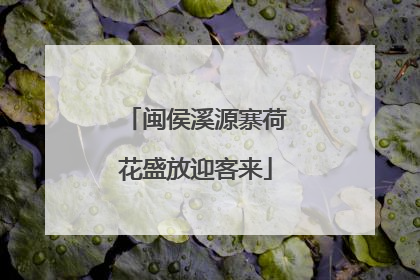 闽侯溪源寨荷花盛放迎客来