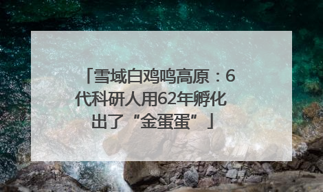 雪域白鸡鸣高原：6代科研人用62年孵化出了“金蛋蛋”
