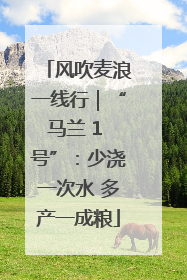 风吹麦浪一线行｜“马兰 1 号”：少浇一次水 多产一成粮