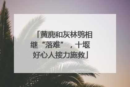 黄麂和灰林鸮相继“落难”，十堰好心人接力施救