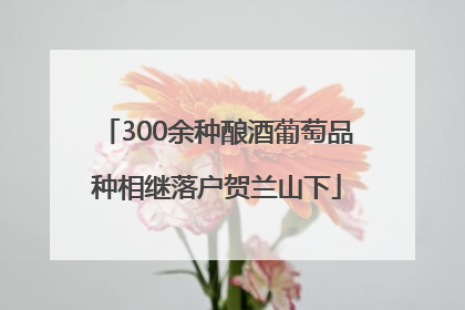 300余种酿酒葡萄品种相继落户贺兰山下